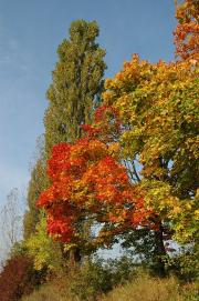 herbst1.JPG