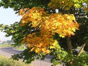 herbst3.JPG