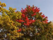 herbst7.JPG