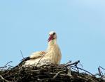 storch7.jpg