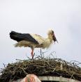 storch0610.jpg