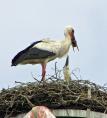 storch0611.jpg