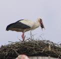 storch0612.jpg