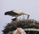 storch0613.jpg