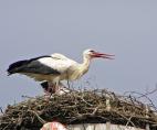 storch0614.jpg