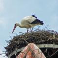 storch0615.jpg