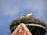 storch0616.jpg