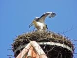 storch0617.jpg