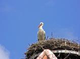 storch063.jpg