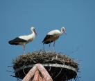 storch064.jpg