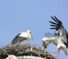 storch066.jpg