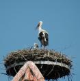 storch069.jpg