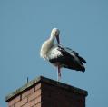 storch07061.jpg