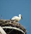 storch070610.jpg