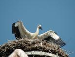 storch070611.jpg