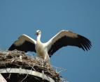 storch070613.jpg