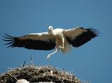 storch070614.jpg