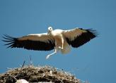 storch070615.jpg