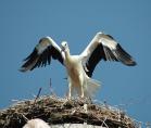 storch070616.jpg