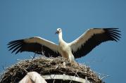 storch070618.jpg