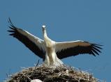 storch070620.jpg