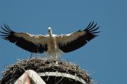 storch070623.jpg