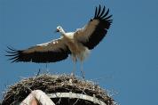 storch070624.jpg