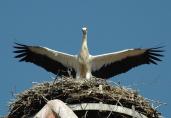 storch070626.jpg