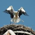 storch070628.jpg