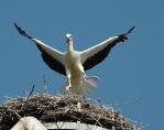 storch070629.jpg