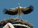 storch070631.jpg