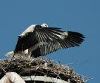 storch070636.jpg