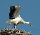 storch070637.jpg