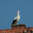 storch070639.jpg