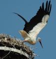 storch070648.jpg