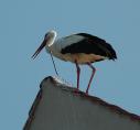 storch070650.jpg