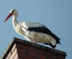 storch07067.jpg