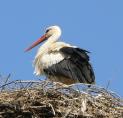 storch0701.jpg