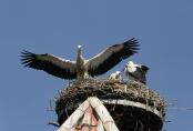 storch07071.jpg