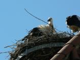 storch070710.jpg