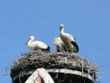 storch070711.jpg