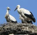 storch070712.jpg