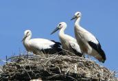 storch07072.jpg