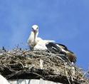 storch07074.jpg