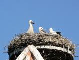 storch07075.jpg