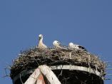 storch07076.jpg