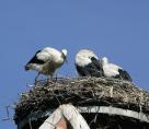 storch07077.jpg