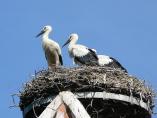 storch07078.jpg