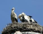 storch07079.jpg